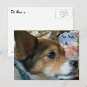 Het News Dog Briefkaart (Voorkant / Achterkant)