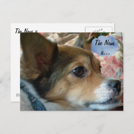 Het News Dog Briefkaart (Voorkant / Achterkant)