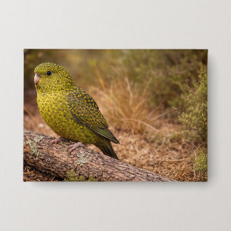 Het Night Parakeet Badge Groot Button