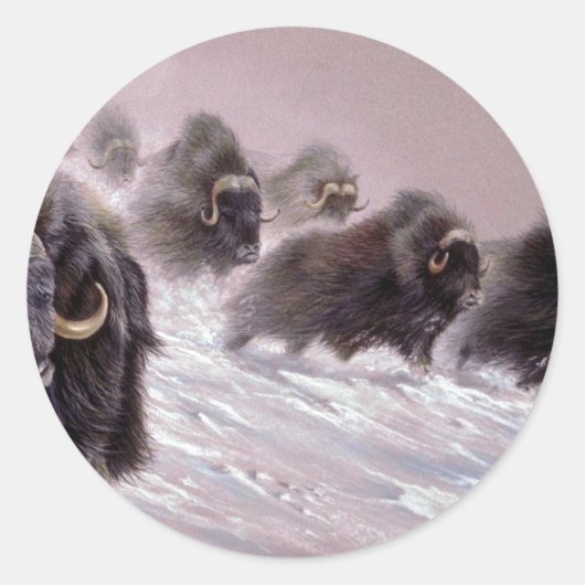 Het Noorden, Musk Ox Ronde Sticker (Voorkant)