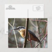 Het Nuthatch-Briefkaart dragen Briefkaart (Voorkant / Achterkant)