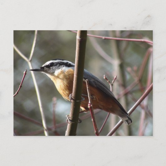 Het Nuthatch-Briefkaart dragen Briefkaart (Voorkant)