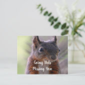 Het nutteloze Briefkaart van de eekhoorn ontbreekt (Staand voorkant)