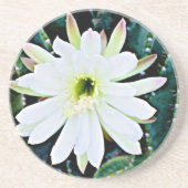 Het Onderzetter Cactus (Voorkant)