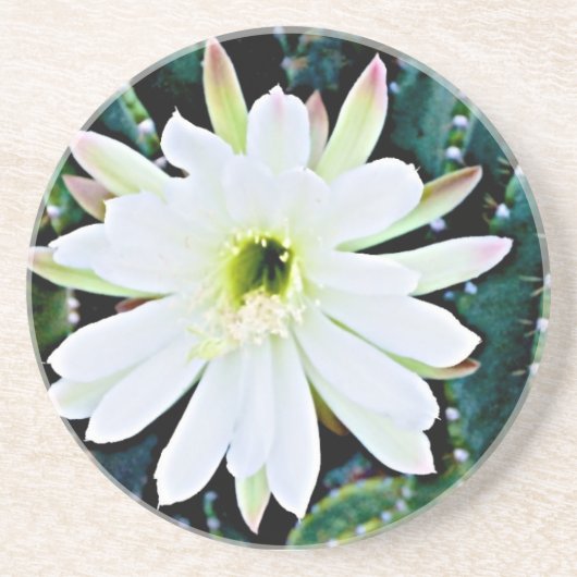 Het Onderzetter Cactus (Voorkant)