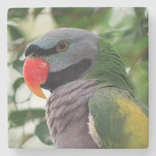 Het Onderzetter van de Steen van de Parkiet van (Voorkant)