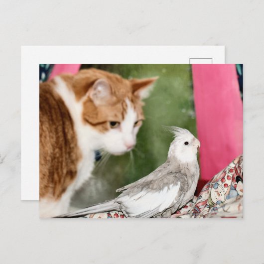 Het oneven paar briefkaart (Voorkant / Achterkant)