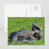 Het ontspannen Chimpansee - Briefkaart (Voorkant / Achterkant)