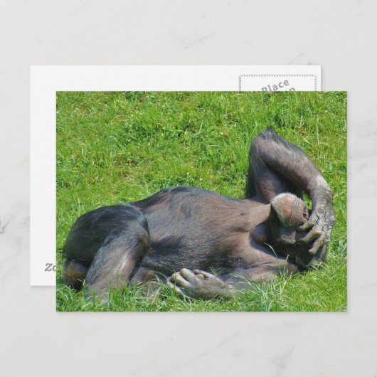 Het ontspannen Chimpansee - Briefkaart (Voorkant / Achterkant)