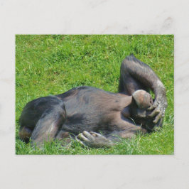Het ontspannen Chimpansee - Briefkaart