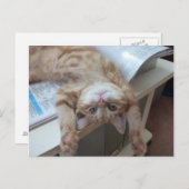 Het Ontspannen van het kat Briefkaart (Voorkant / Achterkant)