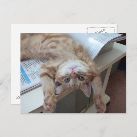 Het Ontspannen van het kat Briefkaart (Voorkant / Achterkant)