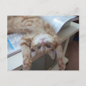 Het Ontspannen van het kat Briefkaart (Voorkant)