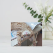 Het Ontspannen van het kat Briefkaart (Staand voorkant)