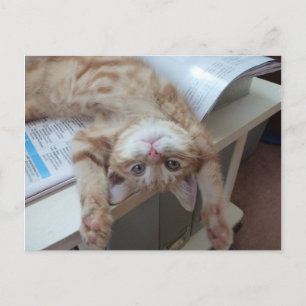 Het Ontspannen van het kat Briefkaart