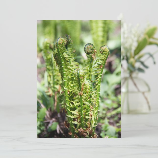 Het ontwaken van jonge fern in de tuin (Staand voorkant)