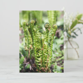 Het ontwaken van jonge fern in de tuin