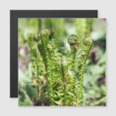 Het ontwaken van jonge fern in de tuin (Voorkant / Achterkant)