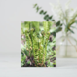 Het ontwaken van jonge fern in de tuin briefkaart