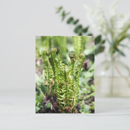 Het ontwaken van jonge fern in de tuin briefkaart (Staand voorkant)