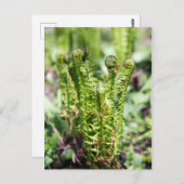 Het ontwaken van jonge fern in de tuin briefkaart (Voorkant / Achterkant)