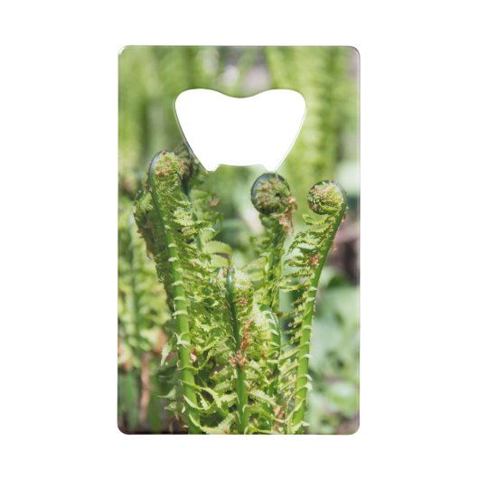 Het ontwaken van jonge fern in de tuin creditkaart flessenopener (Achterkant)