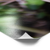 Het ontwaken van jonge fern in de tuin foto afdruk (Hoek)