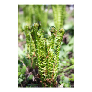 Het ontwaken van jonge fern in de tuin foto afdruk
