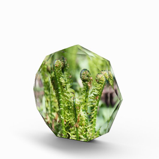 Het ontwaken van jonge fern in de tuin fotoblokken (Rechts)