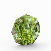 Het ontwaken van jonge fern in de tuin fotoblokken (Links)