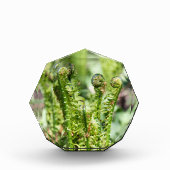 Het ontwaken van jonge fern in de tuin fotoblokken (Voorkant)