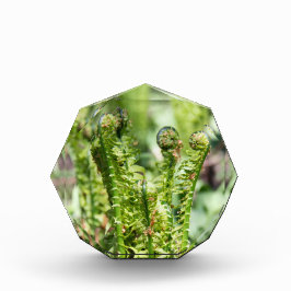 Het ontwaken van jonge fern in de tuin fotoblokken