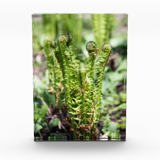 Het ontwaken van jonge fern in de tuin fotoblokken (Voorkant)