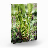 Het ontwaken van jonge fern in de tuin fotoblokken (Links)