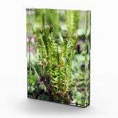 Het ontwaken van jonge fern in de tuin fotoblokken (Rechts)