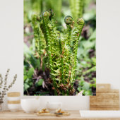 Het ontwaken van jonge fern in de tuin poster (Keuken)