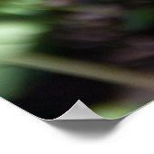 Het ontwaken van jonge fern in de tuin poster (Hoek)