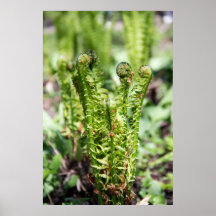 Het ontwaken van jonge fern in de tuin