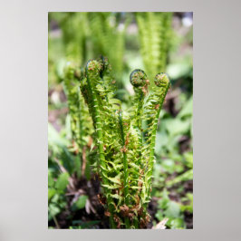 Het ontwaken van jonge fern in de tuin poster