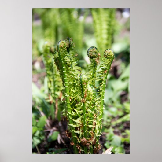 Het ontwaken van jonge fern in de tuin poster (Voorkant)