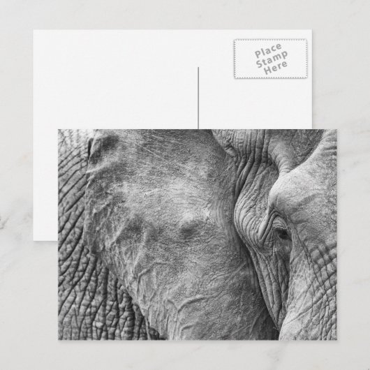 Het oog van een olifant briefkaart (Voorkant / Achterkant)