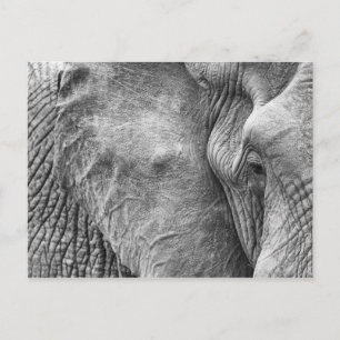 Het oog van een olifant briefkaart