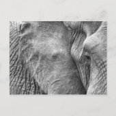 Het oog van een olifant briefkaart (Voorkant)