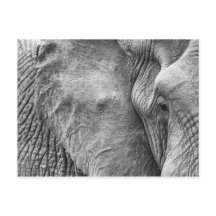 Het oog van een olifant