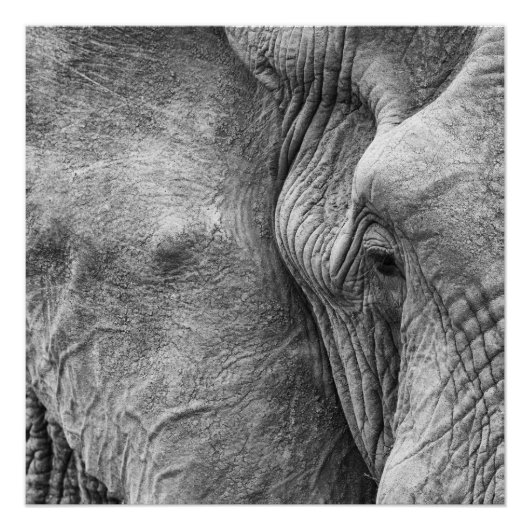Het oog van een olifant perfect poster (Voorkant)