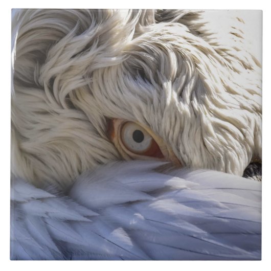 Het oog van een Pelicaan Tegeltje (Voorkant)