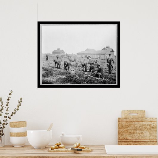 Het oogsten van aardappelen aan de Universiteit va Poster (Keuken)