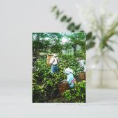 Het oogsten van groene thee laat oude Japanse boer Briefkaart (Staand voorkant)