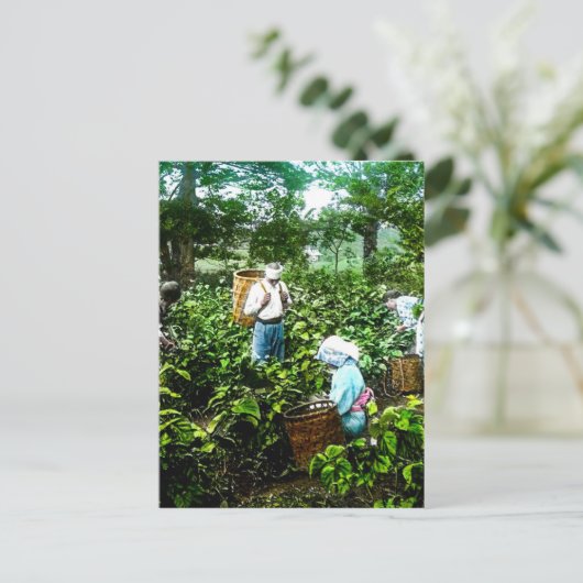 Het oogsten van groene thee laat oude Japanse boer Briefkaart (Staand voorkant)