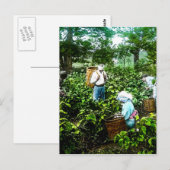 Het oogsten van groene thee laat oude Japanse boer Briefkaart (Voorkant / Achterkant)